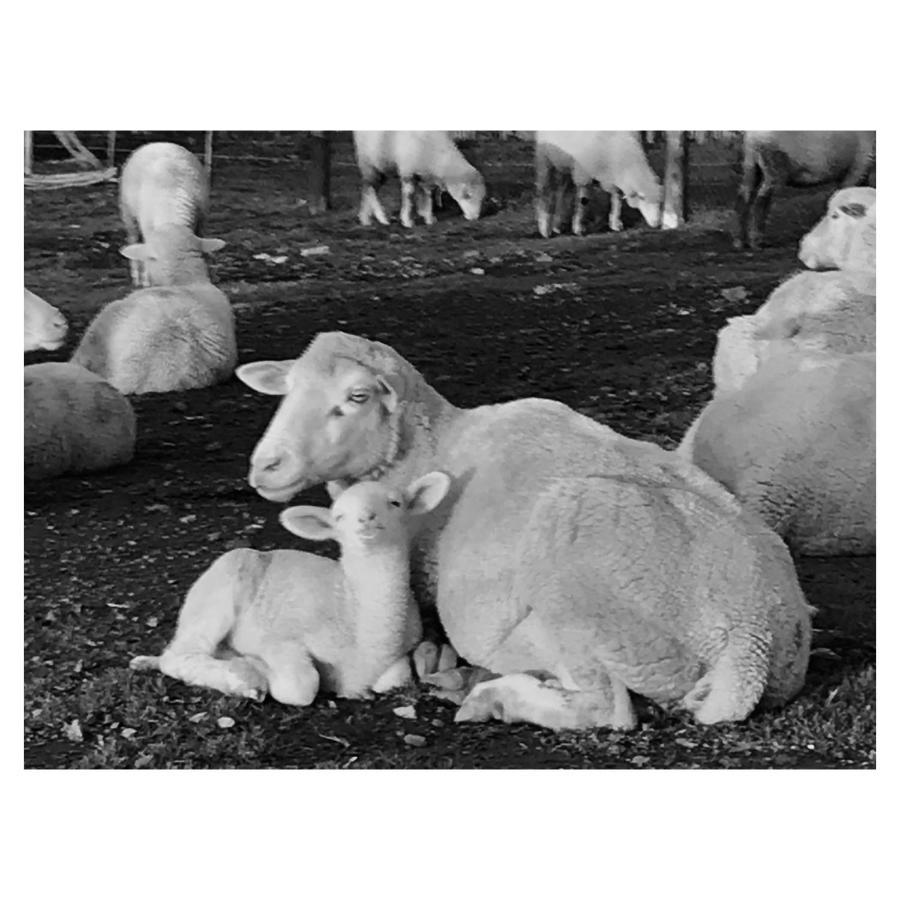 Anna Beulah Farm Villa เดอร์บันวิลล์ ภายนอก รูปภาพ